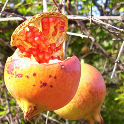 Granatapfel