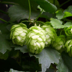 Hopfen