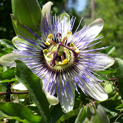Passionsblume