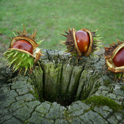 Rosskastanienfrucht